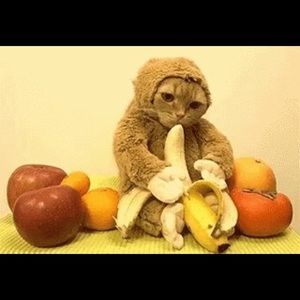 Meet your Posher, Frank